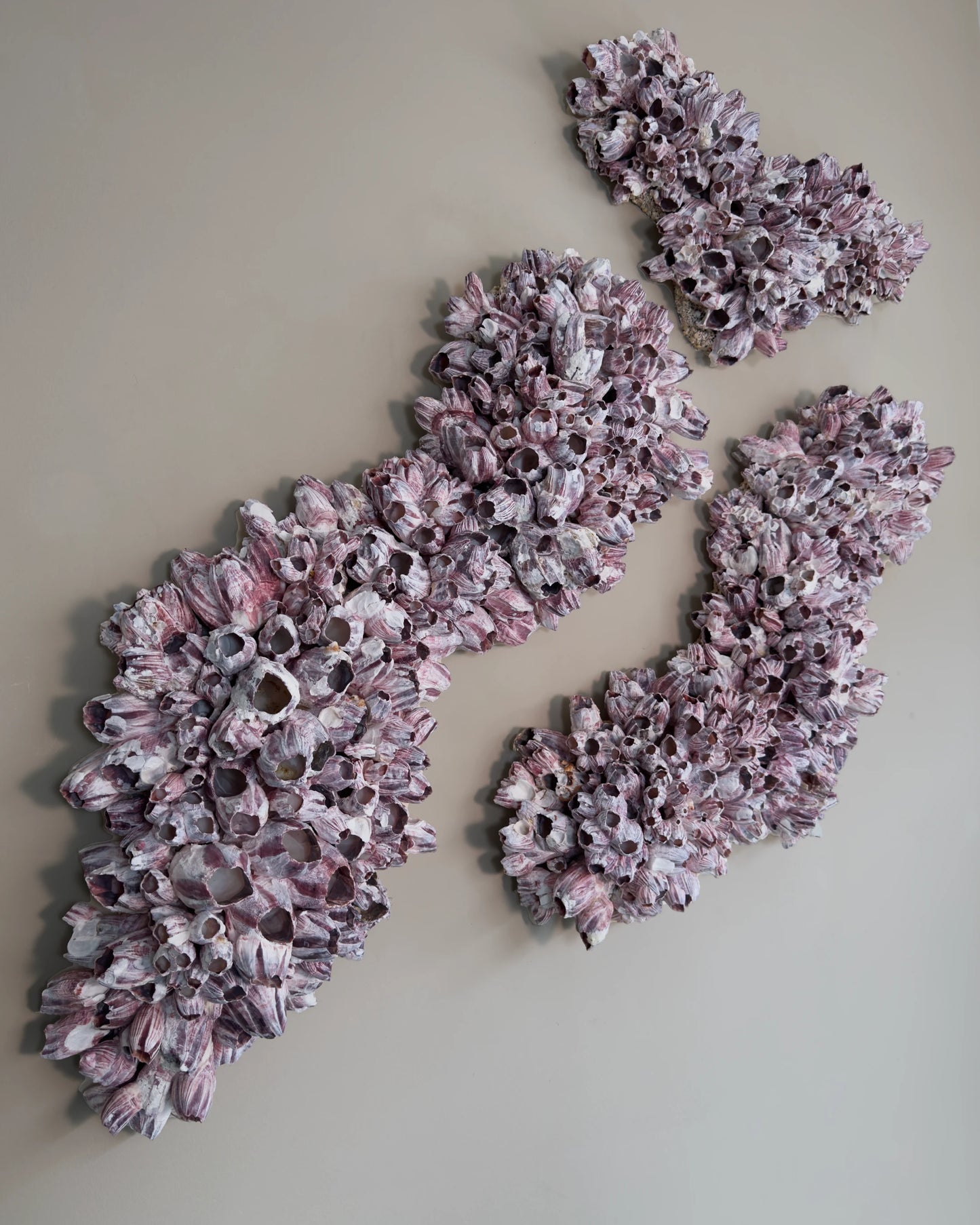 Barnacle Triptych