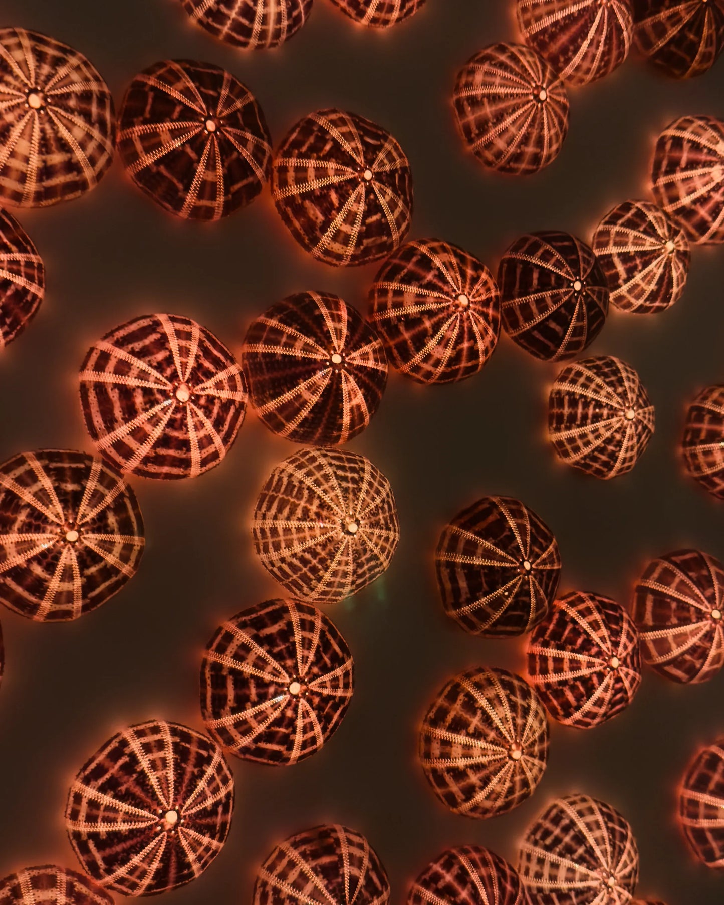 Luminous No. 1