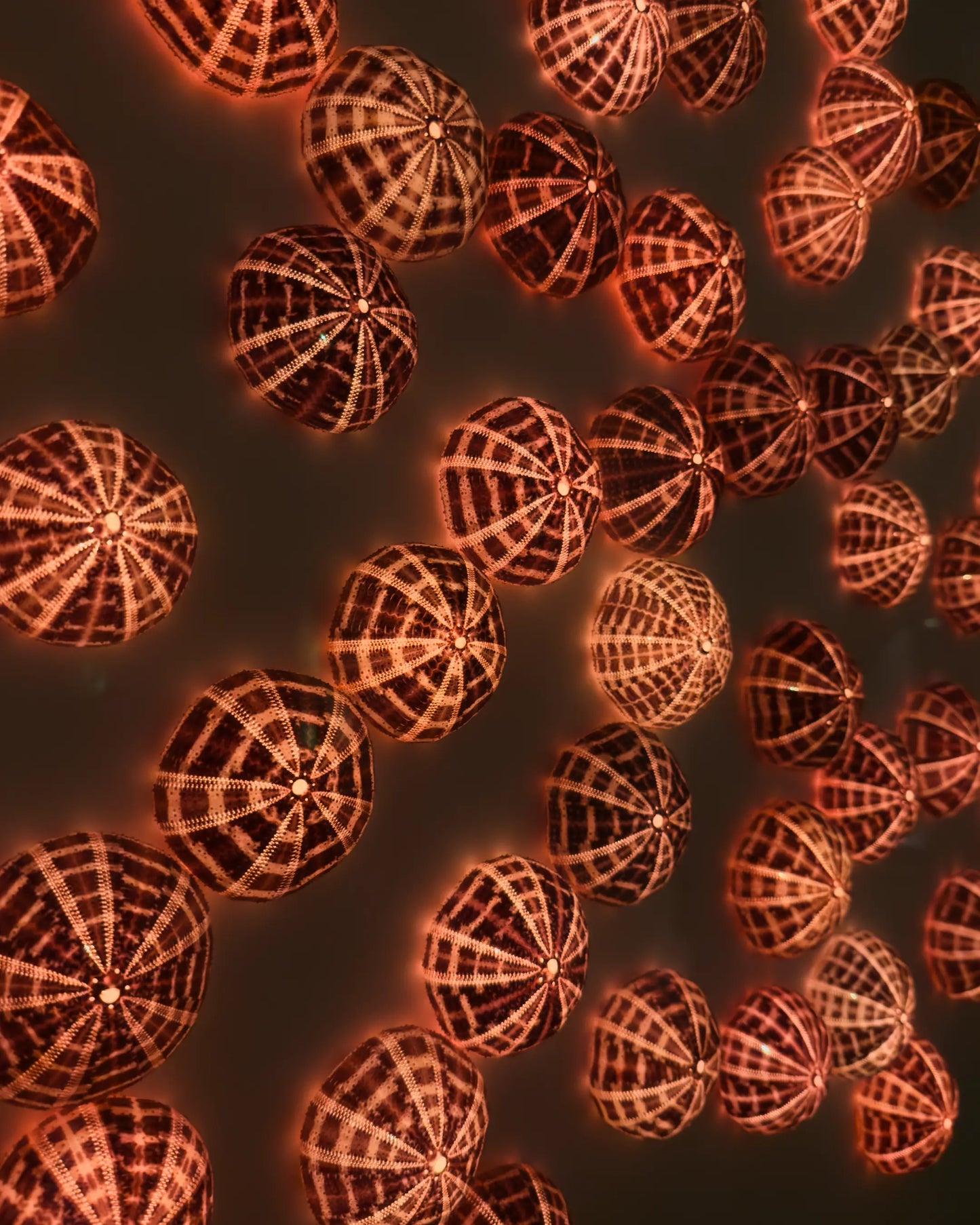 Luminous No. 1