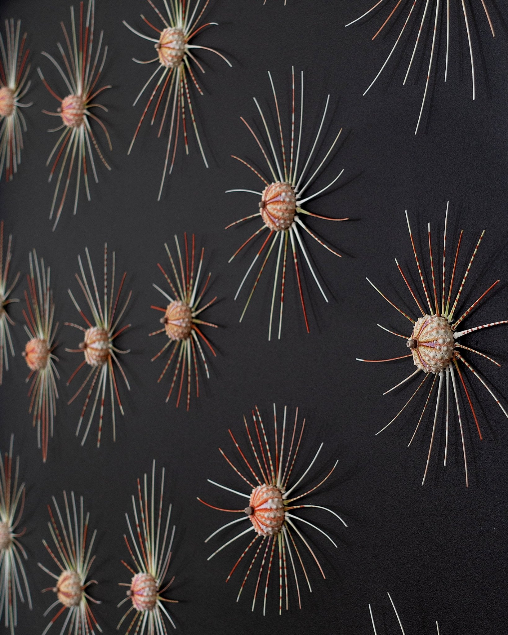 BIG BANG | Sea urchins, 1 of 1 | Shellman | Amsterdam | Natural art from sea and beach