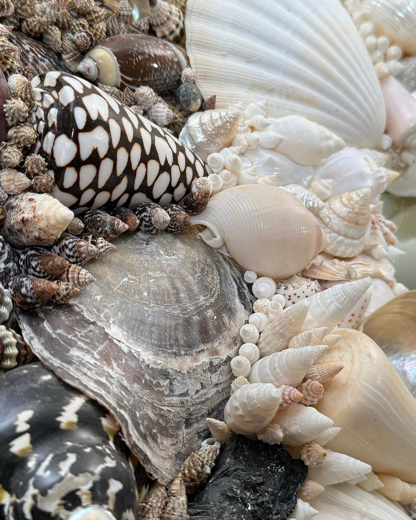 BLACK AND WHITE | Shell mirror, 1 of 1 | Shellman | Amsterdam | Natural art from sea and beach