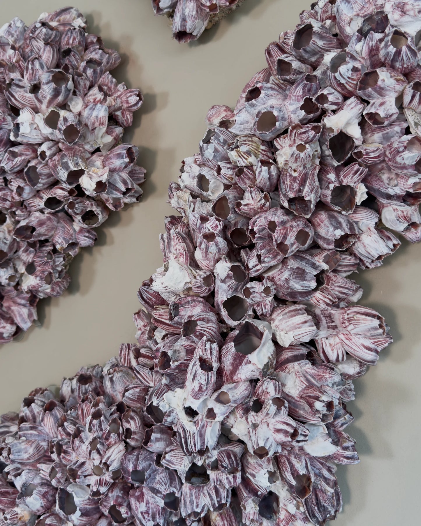 Barnacle Triptych