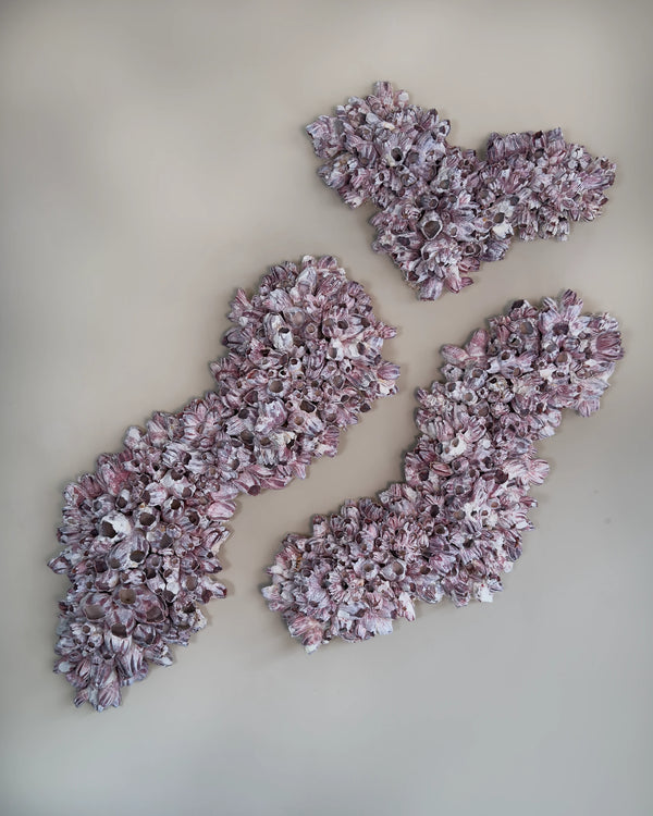 Barnacle Triptych