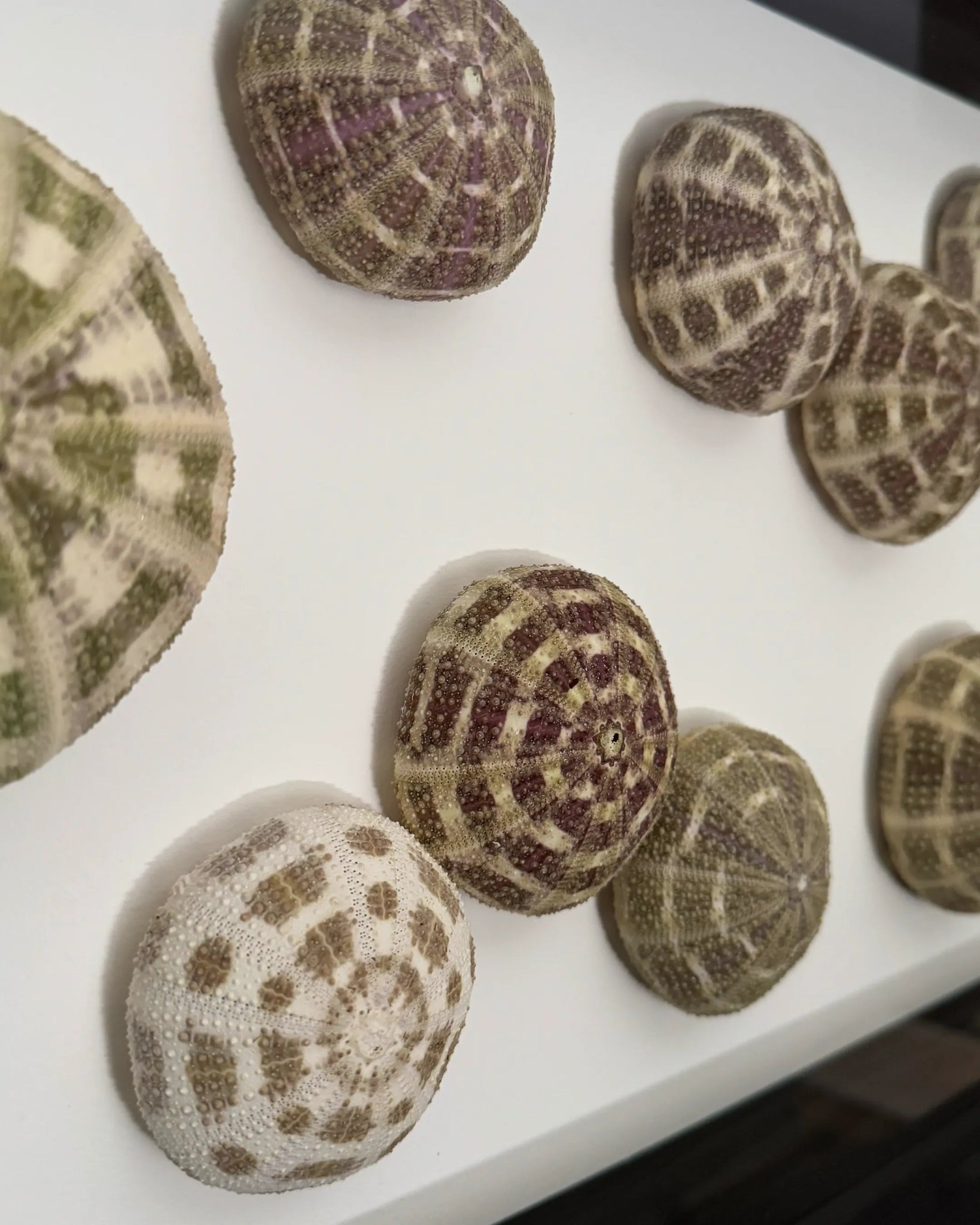 Luminous No. 10 | Light / Wall Decoration, 1 of 1 | Shellman | Amsterdam | Natural art from sea and beach