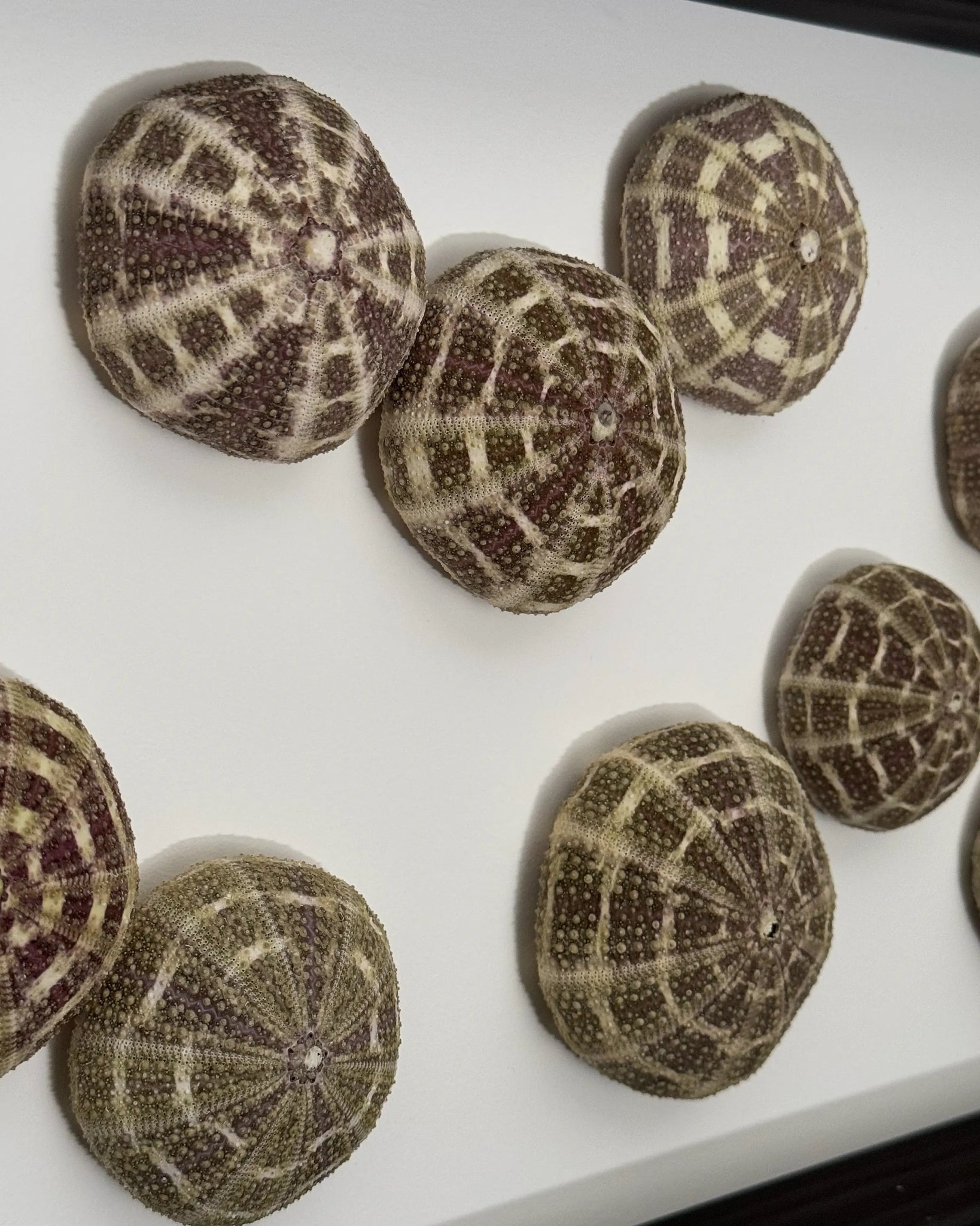 Luminous No. 10 | Light / Wall Decoration, 1 of 1 | Shellman | Amsterdam | Natural art from sea and beach