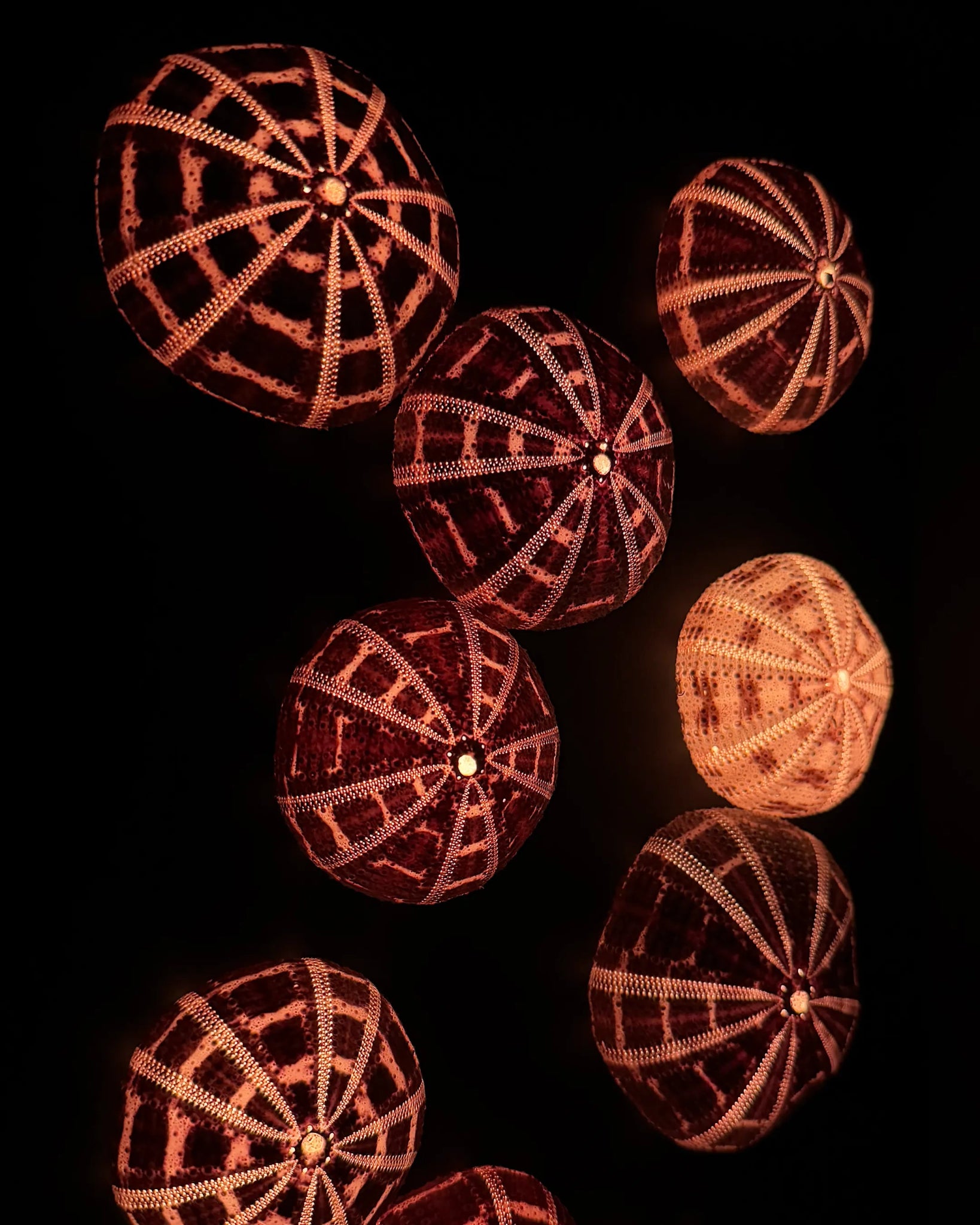 Luminous No. 11 | Light / Wall Decoration, 1 of 1 | Shellman | Amsterdam | Natural art from sea and beach