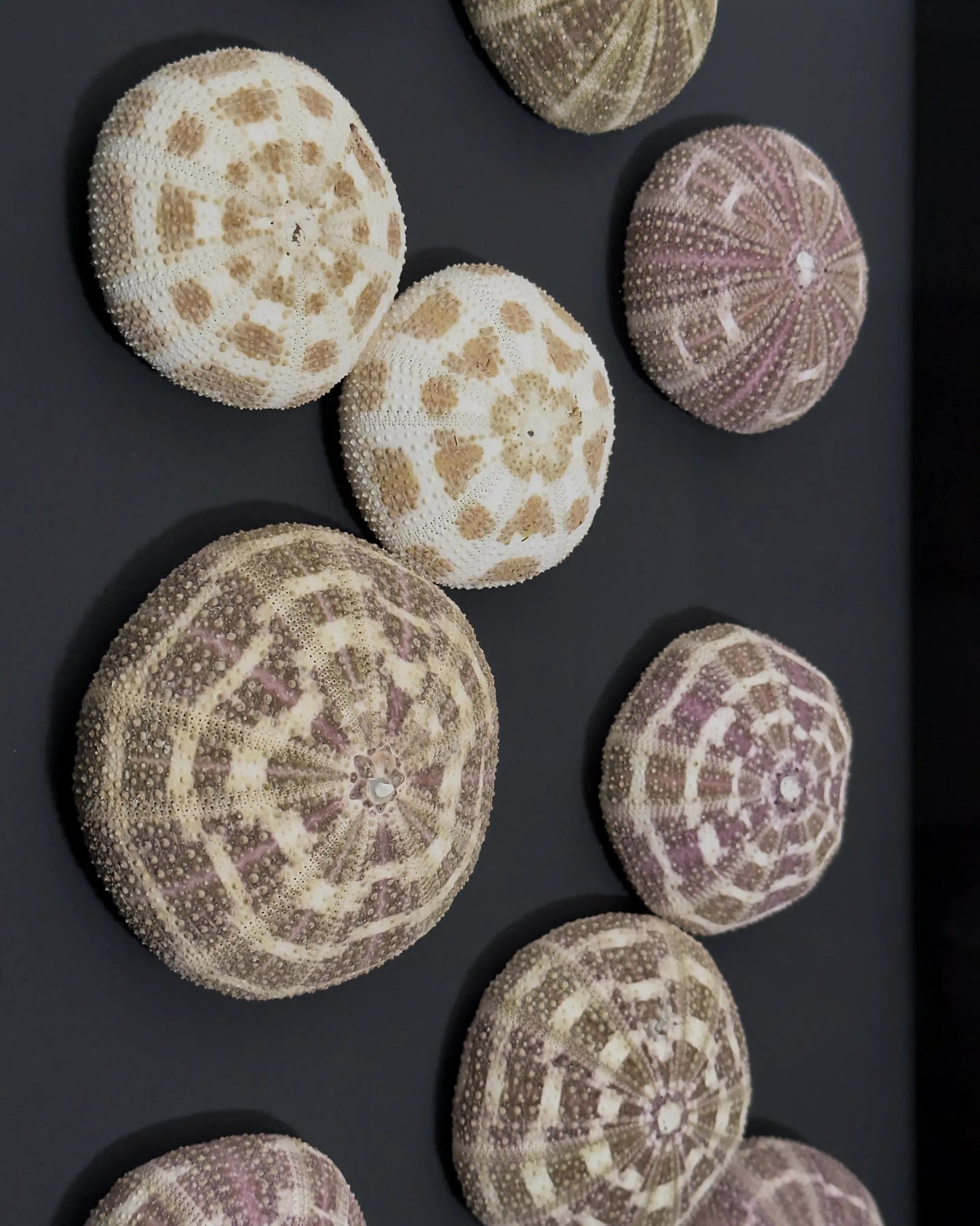 Luminous No. 11 | Light / Wall Decoration, 1 of 1 | Shellman | Amsterdam | Natural art from sea and beach