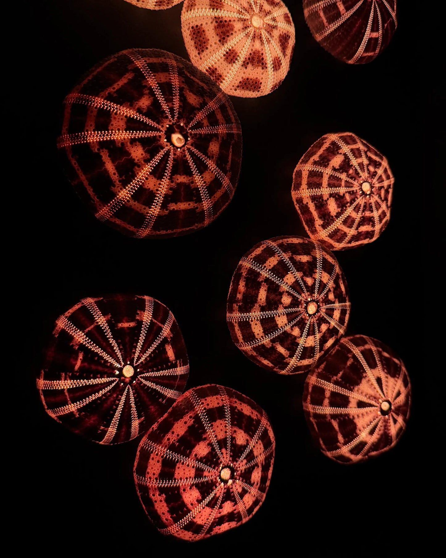 Luminous No. 11 | Light / Wall Decoration, 1 of 1 | Shellman | Amsterdam | Natural art from sea and beach