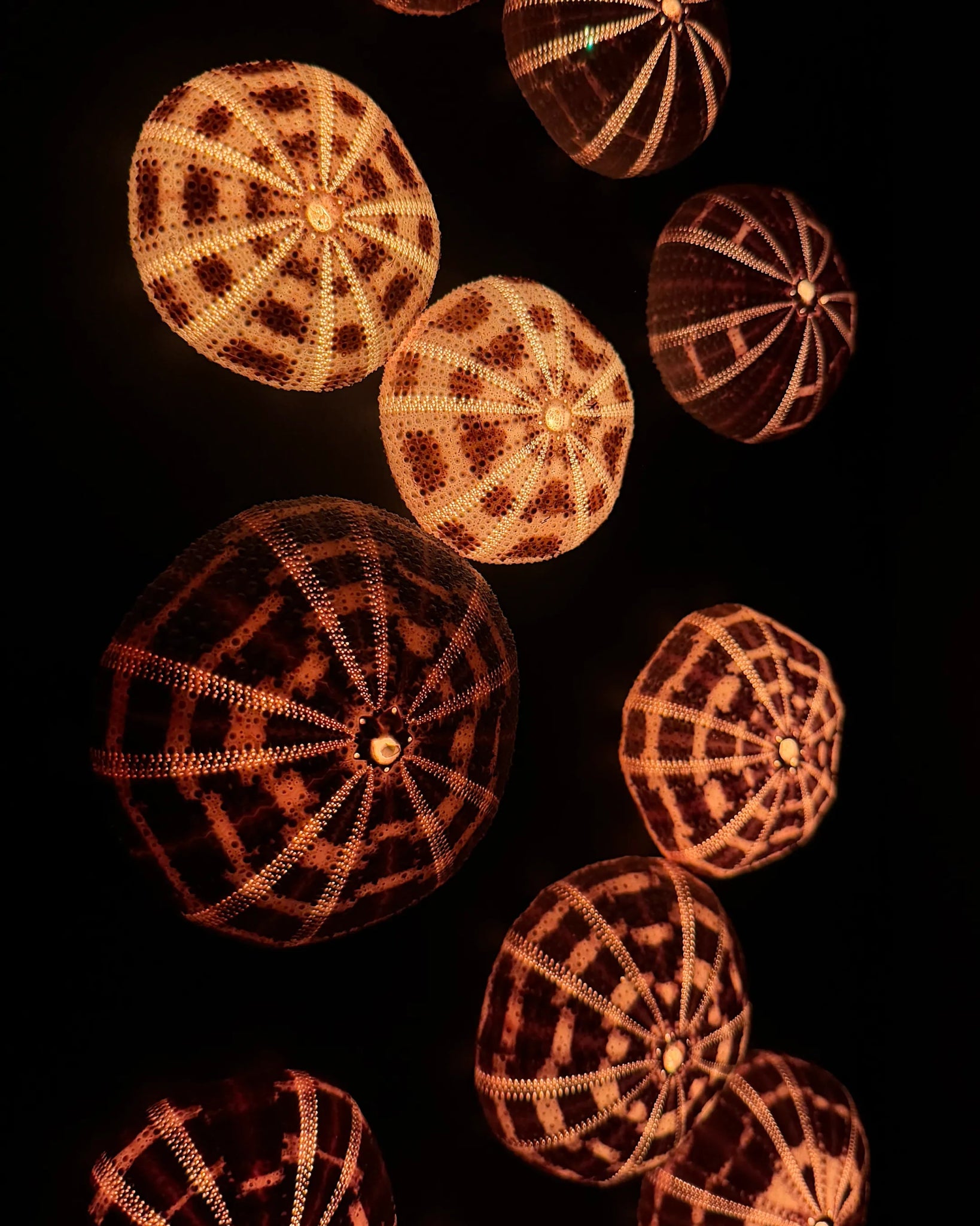 Luminous No. 11 | Light / Wall Decoration, 1 of 1 | Shellman | Amsterdam | Natural art from sea and beach