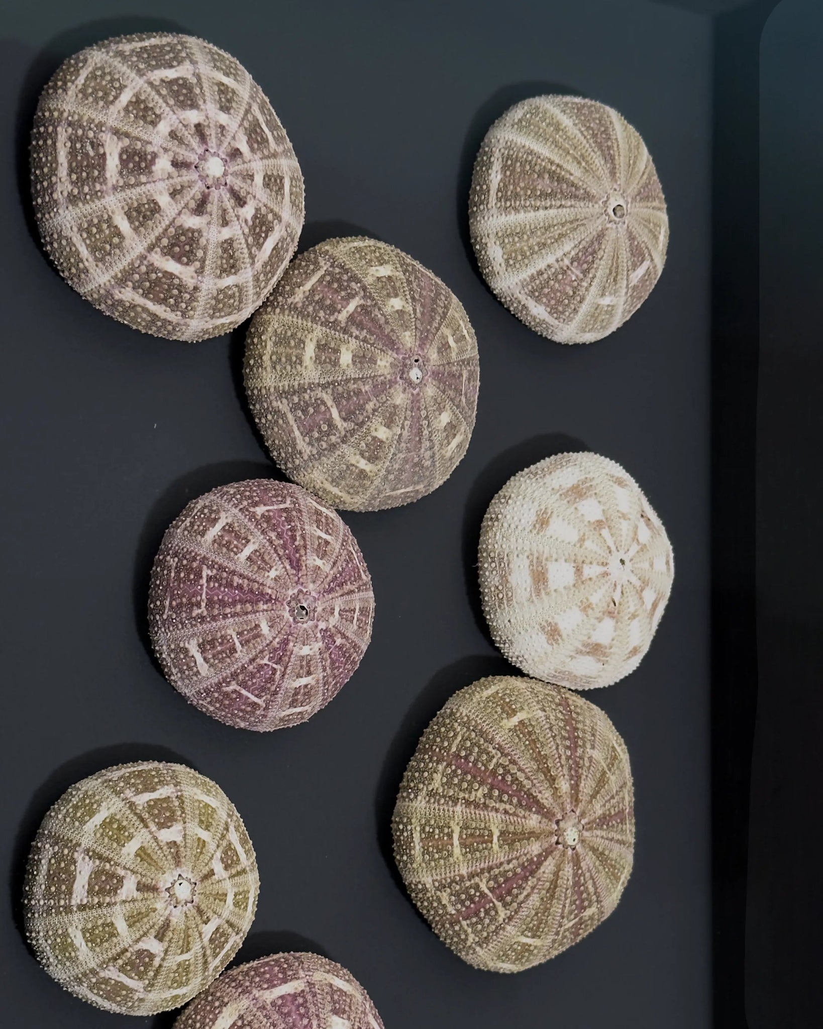 Luminous No. 11 | Light / Wall Decoration, 1 of 1 | Shellman | Amsterdam | Natural art from sea and beach