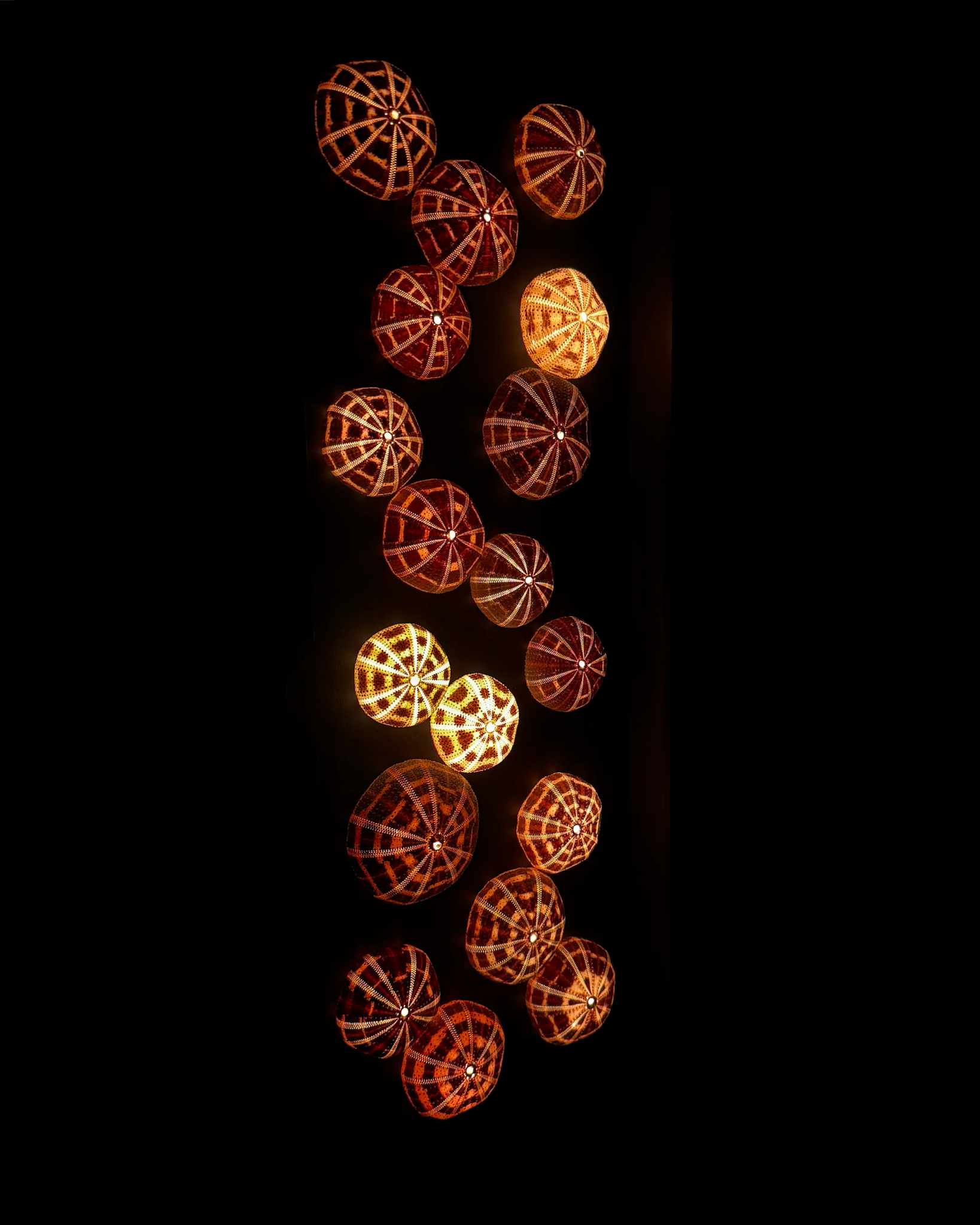 Luminous No. 11 | Light / Wall Decoration, 1 of 1 | Shellman | Amsterdam | Natural art from sea and beach