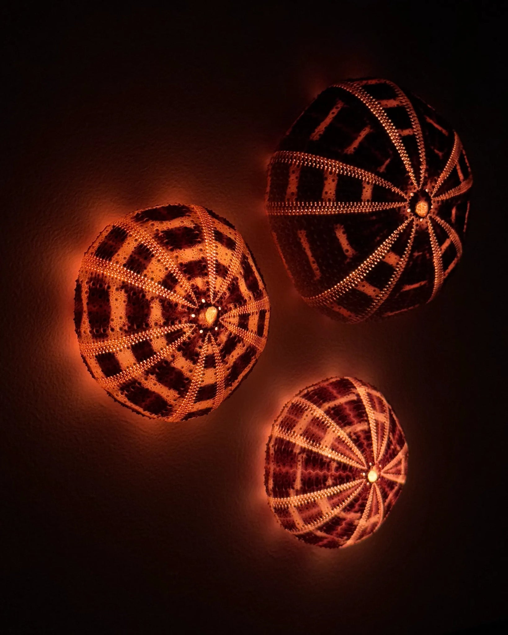 Luminous No. 6 | Light / Wall Decoration, 1 of 1 | Shellman | Amsterdam | Natural art from sea and beach