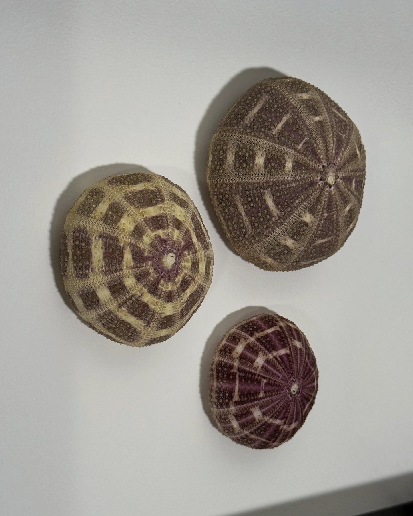 Luminous No. 6 | Light / Wall Decoration, 1 of 1 | Shellman | Amsterdam | Natural art from sea and beach