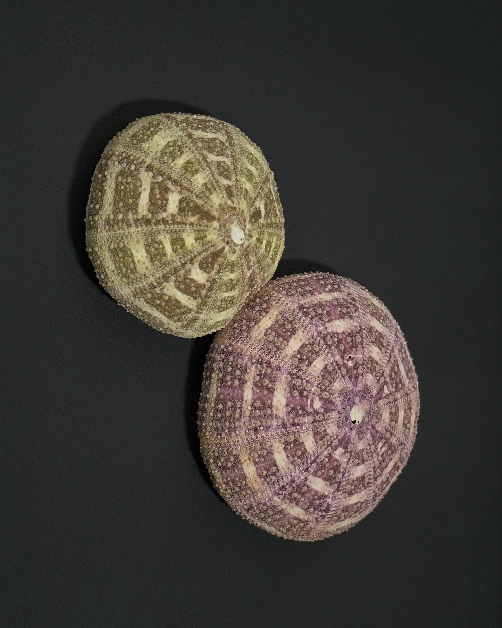 Luminous No. 9 | Light / Wall Decoration, 1 of 1 | Shellman | Amsterdam | Natural art from sea and beach