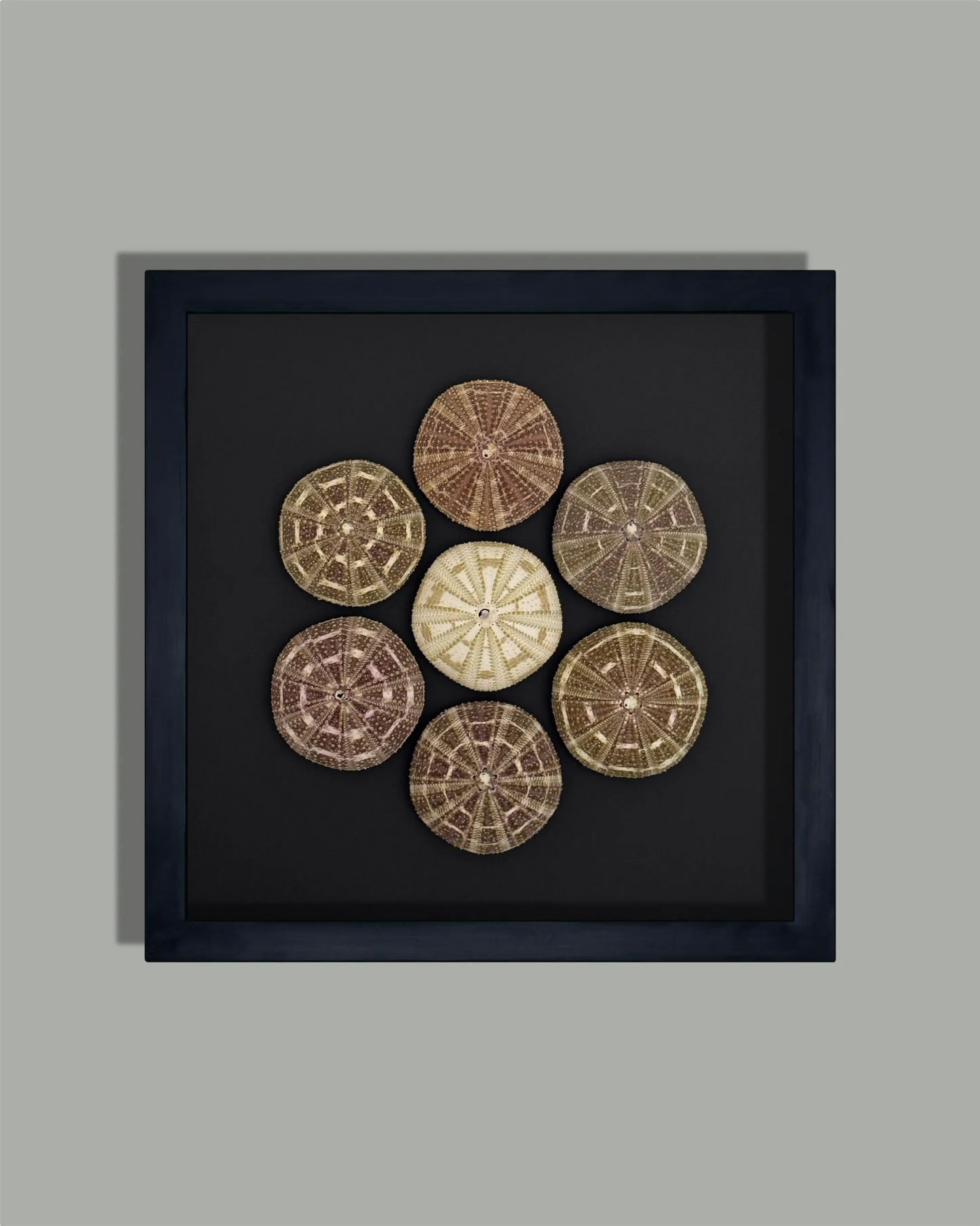 LUMINOUS No.7 | Light / Wall Decoration, 1 of 1 | Shellman | Amsterdam | Natural art from sea and beach