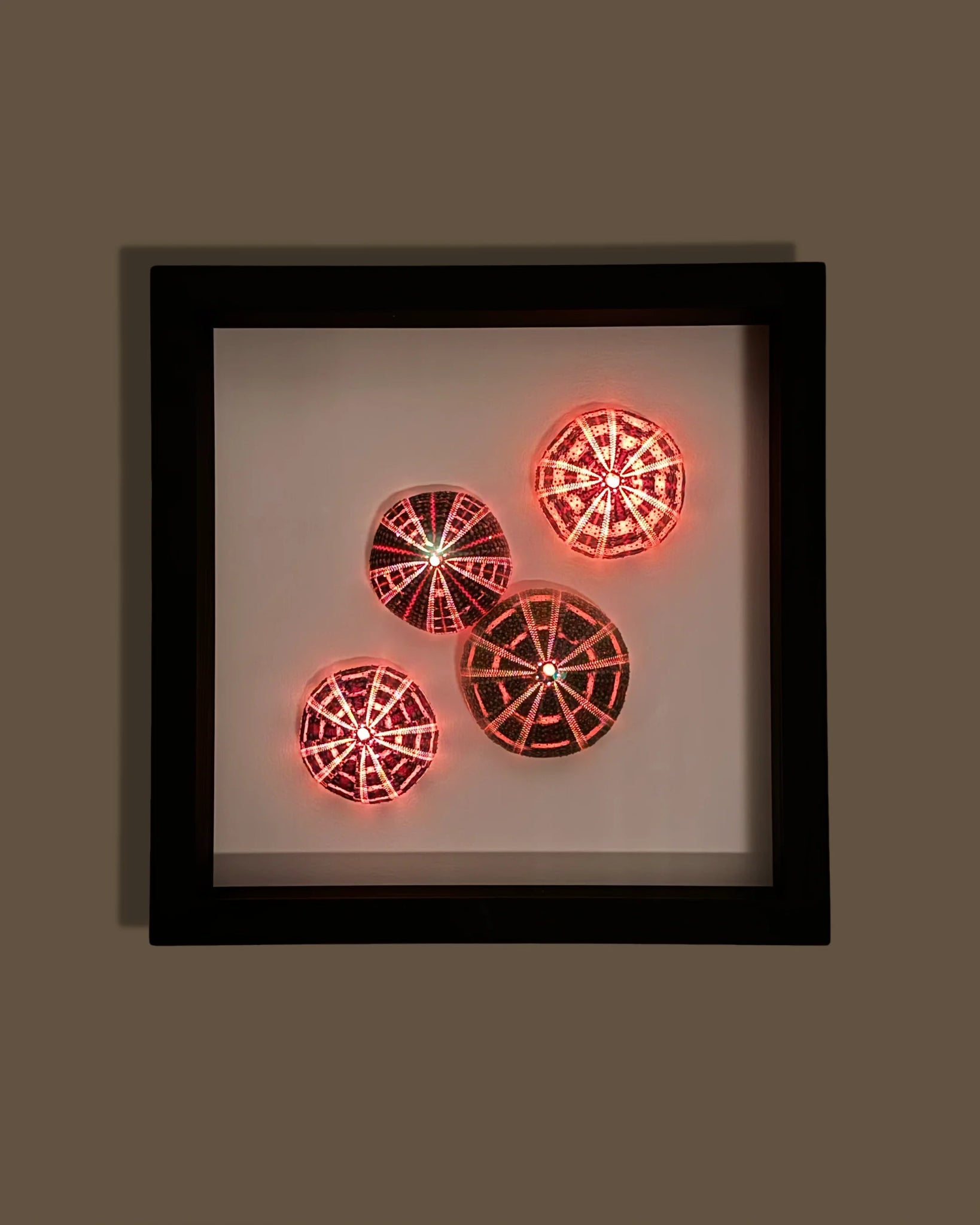 LUMINOUS No.8 | Light / Wall Decoration, 1 of 1 | Shellman | Amsterdam | Natural art from sea and beach