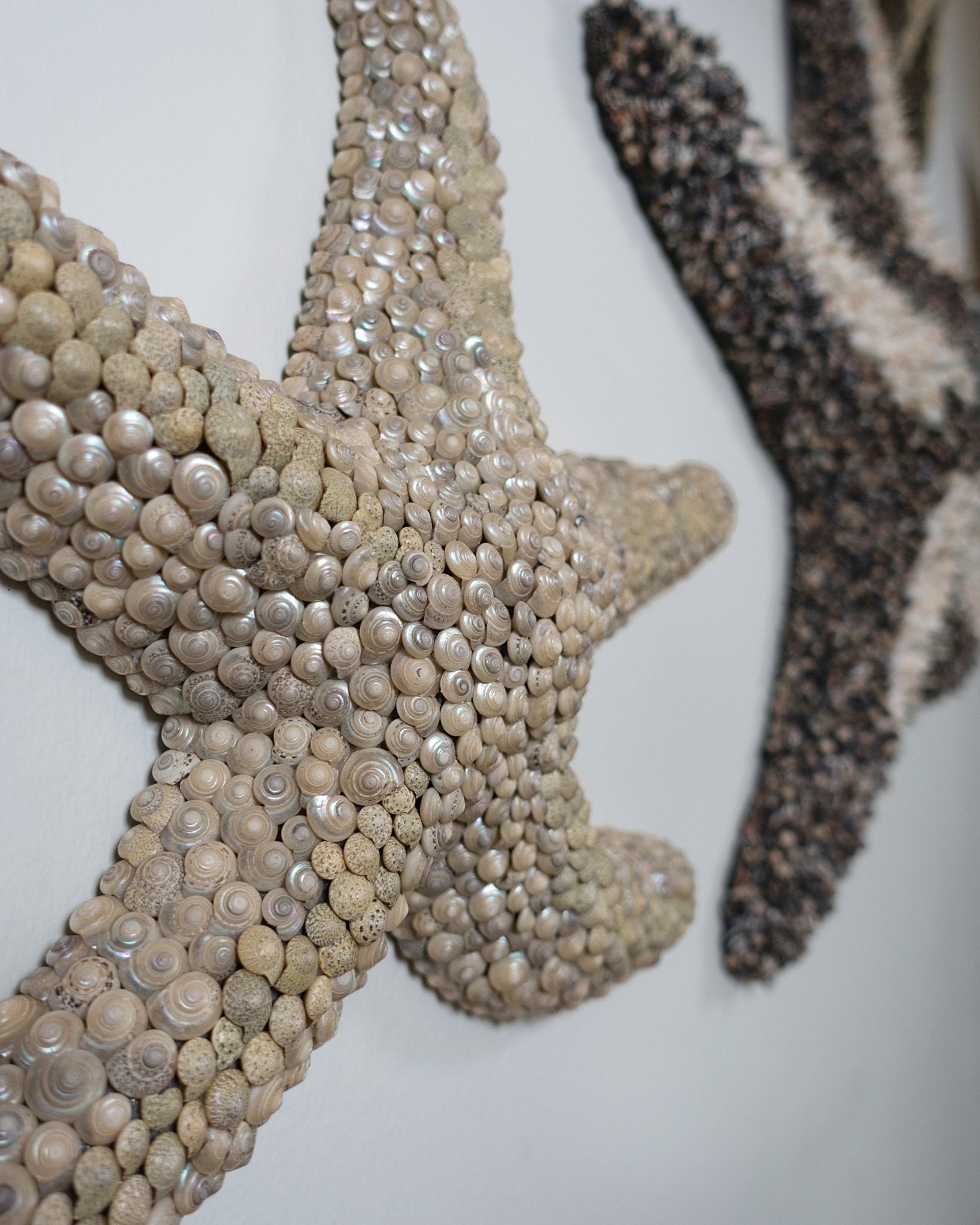 STARFISH | Light / Wall Decoration, 1 of 1 | Shellman | Amsterdam | Natural art from sea and beach