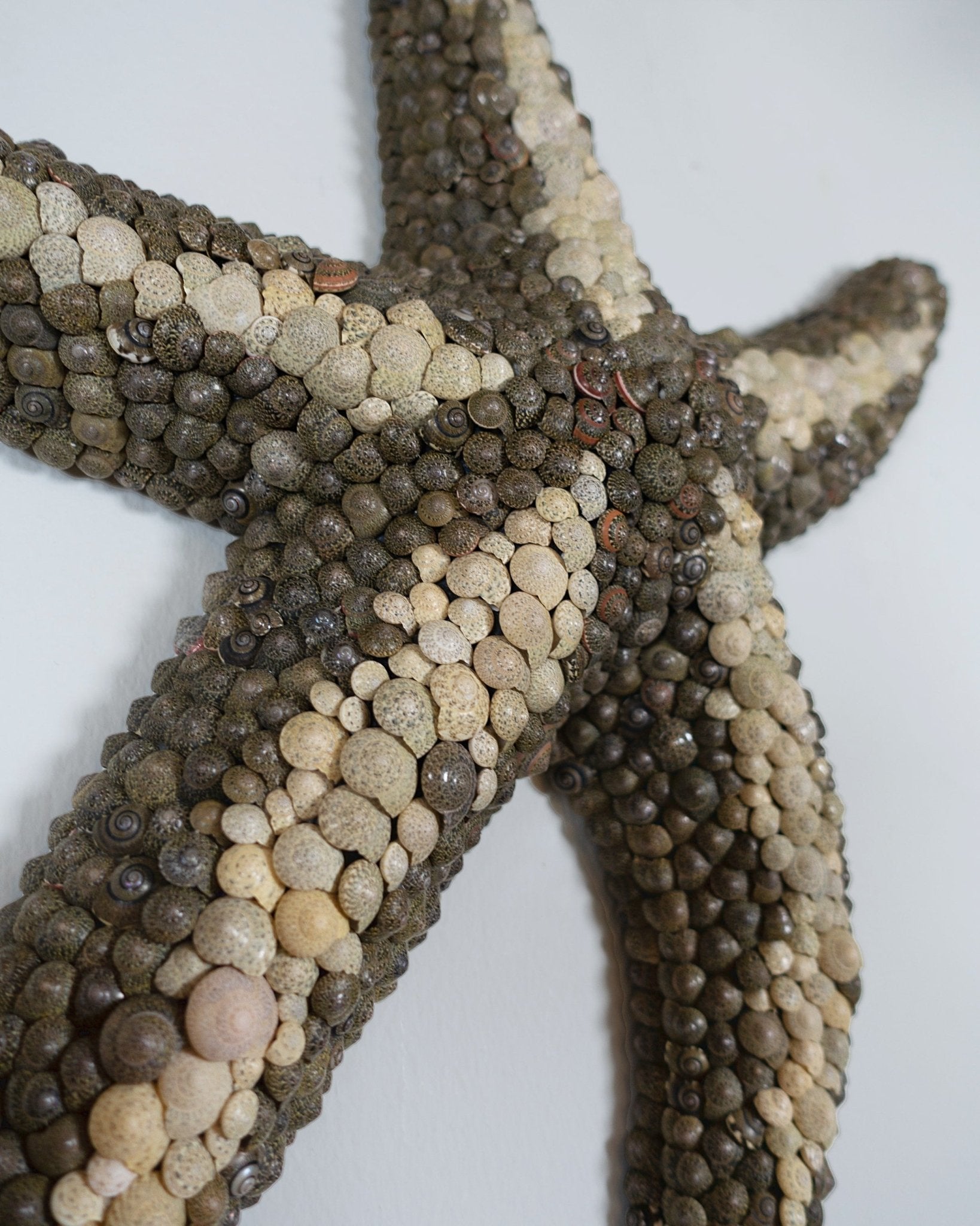 STARFISH | Light / Wall Decoration, 1 of 1 | Shellman | Amsterdam | Natural art from sea and beach