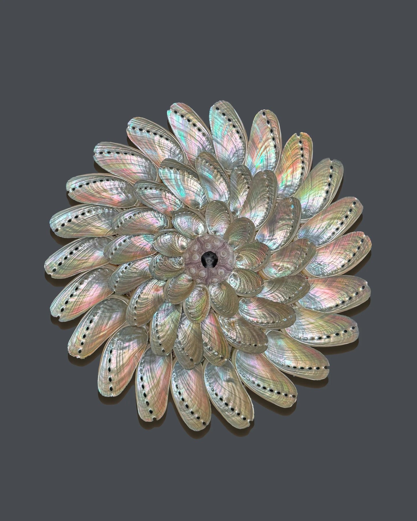 Whirlpools | Wall decoration | Shellman | Amsterdam | Natural art from sea and beach