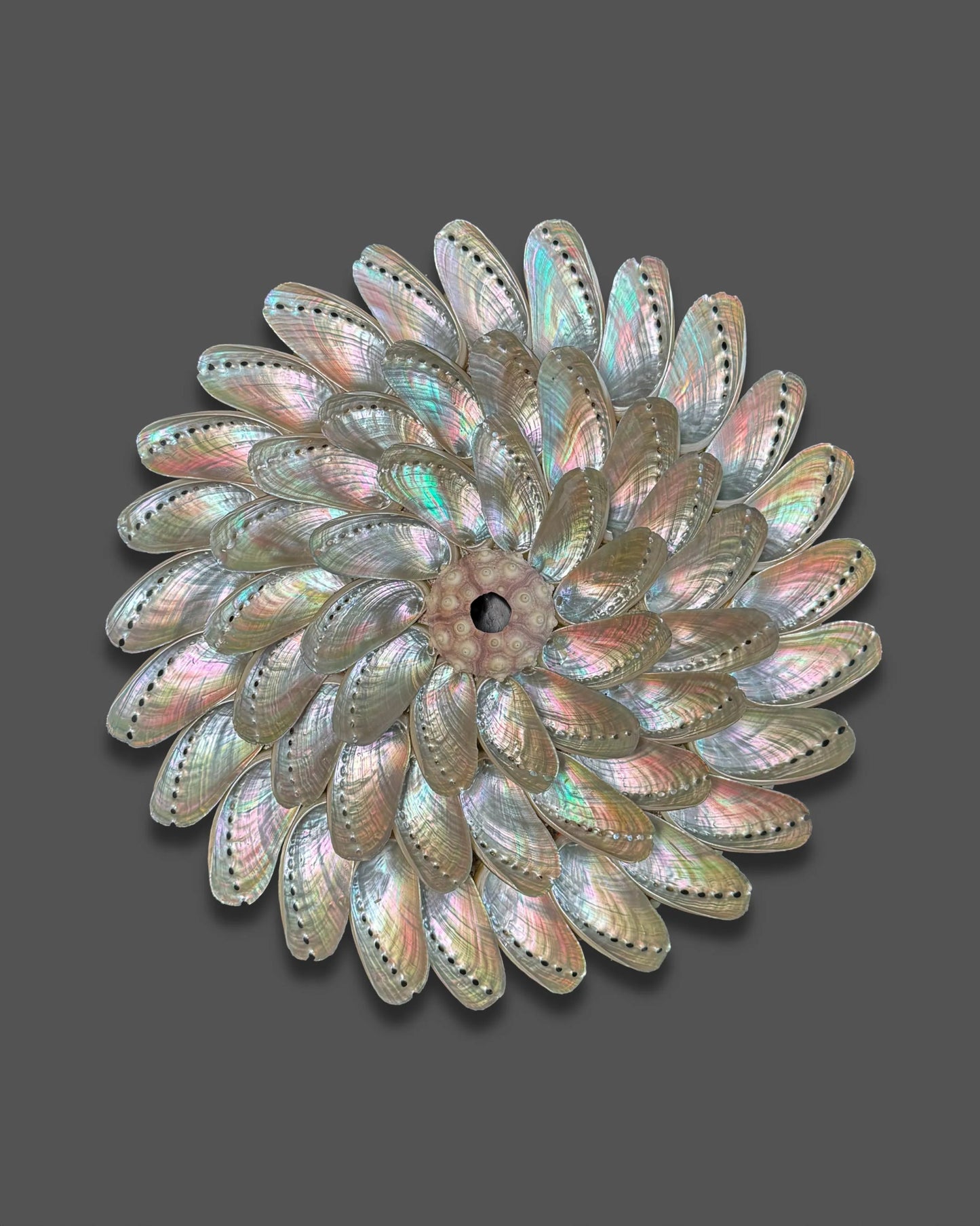 Whirlpools | Wall decoration | Shellman | Amsterdam | Natural art from sea and beach